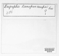 Erysiphe lamprocarpa image